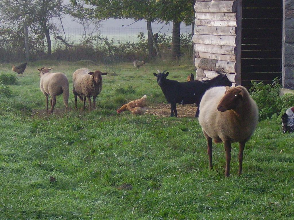 Au Grand Pré Bed and Breakfast Theillay Esterno foto